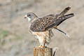 Swainson's Hawk Buteo swainsoni