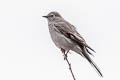 Townsend's Solitaire Myadestes townsendi townsendi