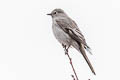 Townsend's Solitaire Myadestes townsendi townsendi