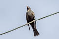 Tricoloured Blackbird Agelaius tricolor