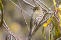 Western Flycatcher Empidonax difficilis difficilis