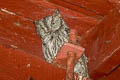 Western Screech Owl Megascops kennicottii bendirei 