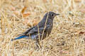 Western Bluebird Sialia mexicana occidentalis