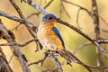 Western Bluebird Sialia mexicana bairdi