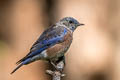 Western Bluebird Sialia mexicana occidentalis