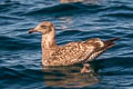 Western Gull Larus occidentalis wymani 