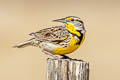 Western Meadowlark Sturnella neglecta neglecta