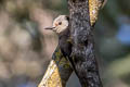 White-headed Woodpecker Leuconotopicus albolarvatus albolarvatus