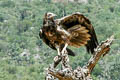 Egyptian Vulture Neophron percnopterus percnopterus