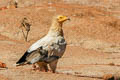 Egyptian Vulture Neophron percnopterus percnopterus