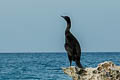 Socotra Cormorant Phalacrocorax nigrogularis