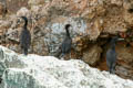 Socotra Cormorant Phalacrocorax nigrogularis