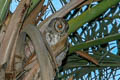 Socotra Scops Owl Otus socotranus