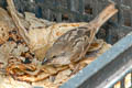 Socotra Sparrow Passer insularis