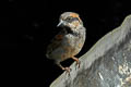 Socotra Sparrow Passer insularis