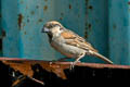 Socotra Sparrow Passer insularis