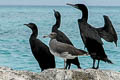 Sooty Gull Ichthyaetus hemprichii