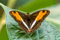 Adelpha sichaeus