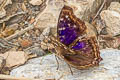 Agathina Emperor Doxocopa agathina agathina