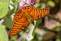 Andean Silverspot Dione glycera