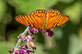 Andean Silverspot Dione glycera