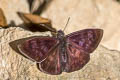 Blurry Anastrus Tolius tolimus robigus