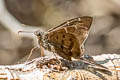 Brown Longtail Spicauda procne