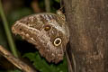 Caligo idomeneus idomeneus