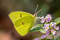 Cloudless Sulphur Phoebis sennae marcellina