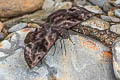 Common Bent Skipper Ebrietas anacreon anacreon