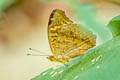 Common Mangrove Buckeye Junonia genoveva ssp.