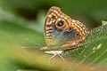 Common Mangrove Buckeye Junonia genoveva ssp.