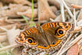 Common Mangrove Buckeye Junonia genoveva ssp.