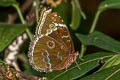 Common Morpho Morpho helenor ssp.