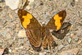 Doubleday's Sister Adelpha irmina  ssp.