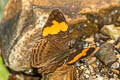 Doubleday's Sister Adelpha irmina  ssp.