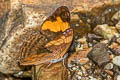 Doubleday's Sister Adelpha irmina  ssp.