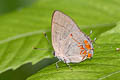 Dusky-blue Groundstreak Calycopis isobeon