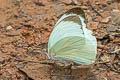 Felder's White Ganyra phaloe amphissa (Godart's White)