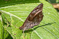 Fiery Satyr Lasiophila orbifera orbifera