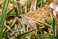 Fiery Skipper Hylephila phyleus ssp.