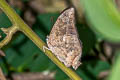 Glauce Leafwing Memphis glauce felderi