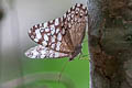 Grey Cracker Hamadryas februa februa