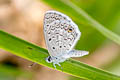 Hanno Blue Hemiargus hanno hanno