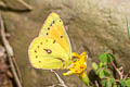 Lesbia Clouded Yellow Colias lesbia andina