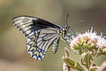 Polydamas Swallowtail Battus polydamas ssp.