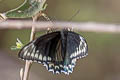 Polydamas Swallowtail Battus polydamas ssp.