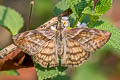 Many-banded Skipper Timochares trifasciata trifasciata