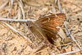 Mimosa Skipper Cogia calchas