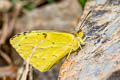 Mimosa Yellow Pyrisitia nise stygma